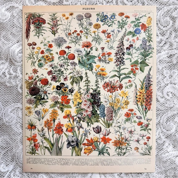 Vintage Scientific "Fleurs" (Flowers) Floral Chart 8x10 5/5 - Picture 3 of 8